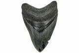 Fossil Megalodon Tooth - South Carolina #310016-1